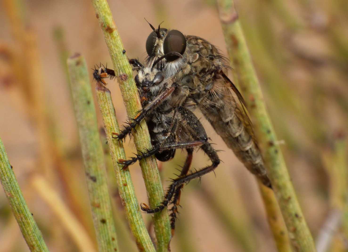 Asilidae con prede